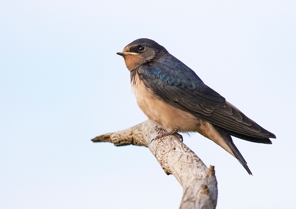 Juvenile Swallow 4 14-8-18