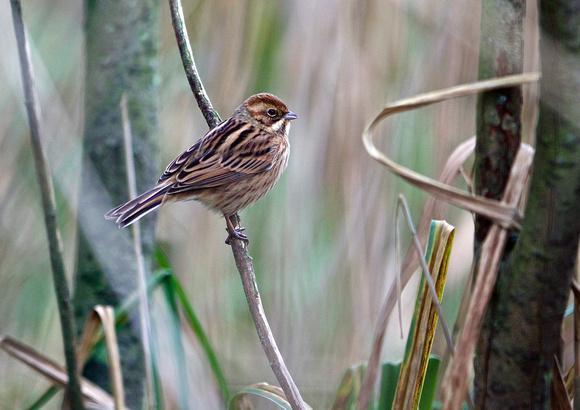 Female Reed Bunting TW 2-18
