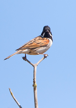 Reed Bunting 1 16-5-19