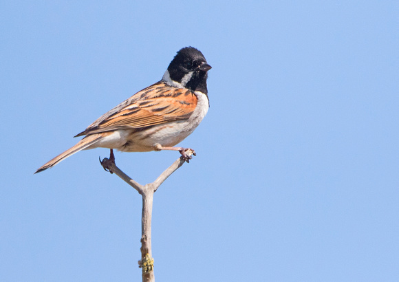 Reed Bunting 2 16-5-19
