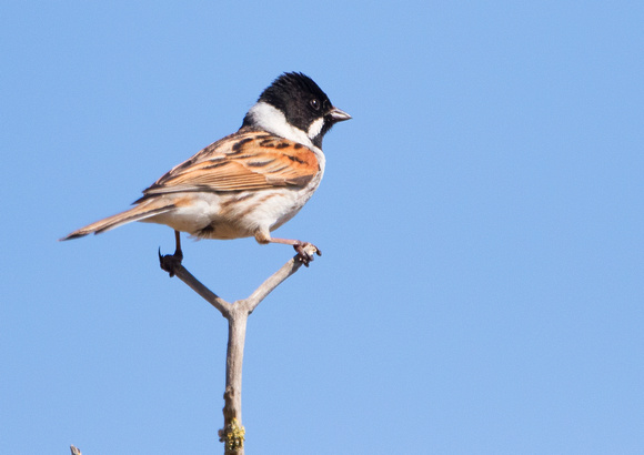Reed Bunting 3 16-5-19
