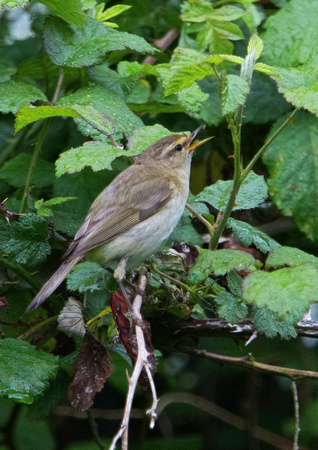 Yellow-Browed Warbler 3 27-5-19