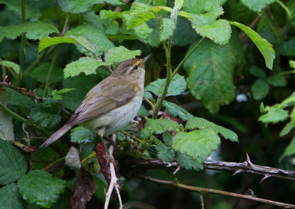Yellow-Browed Warbler 1 27-5-19