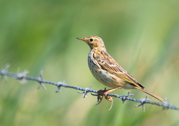 Meadow Pipit 1 16-7-19