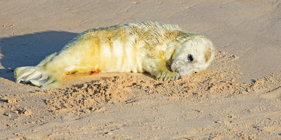 Seal Pup 2 4-12-19