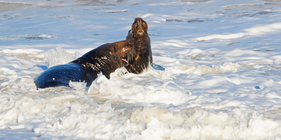 Male Seal 1 4-12-19