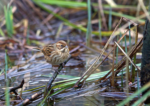 Female Reed Bunting TW 4-18