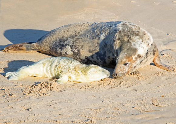 Seal With Pup 4-12-19