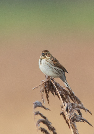 Reed Bunting 12-2-20