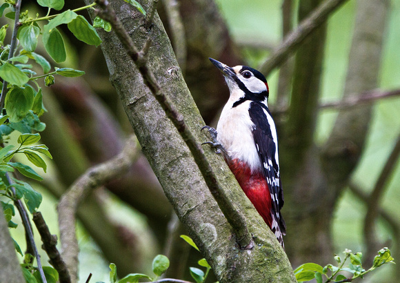 Great Spotted Woodpecker 7-M