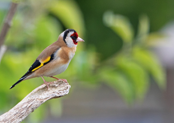 Goldfinch 1 6-6-20
