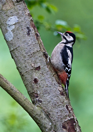 Juvenile WoodpeckerTW 3
