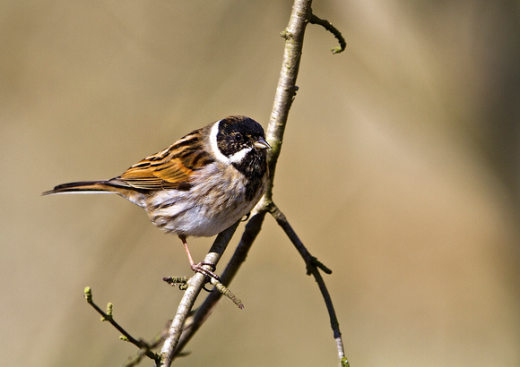 Male Reed Bunting 3