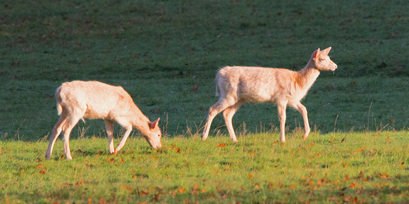 White Deer 1 10-11-16