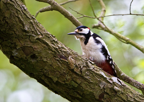 Great Spotted Woodpecker 1-2M