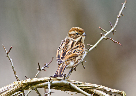 Female Reed Bunting 6