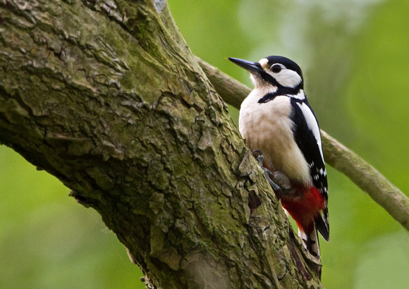 Great Spotted Woodpecker 6M