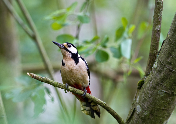 Great Spotted Woodpecker 29M