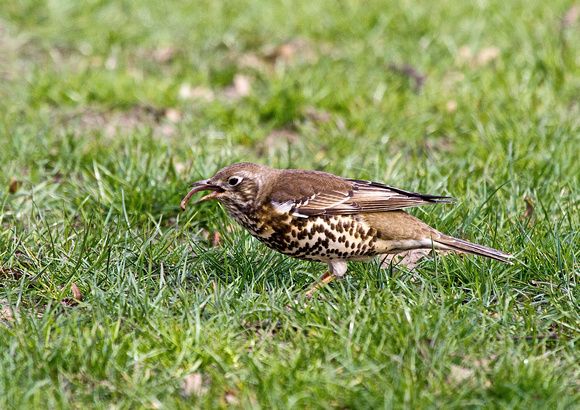 Song Thrush Eating Worm 2