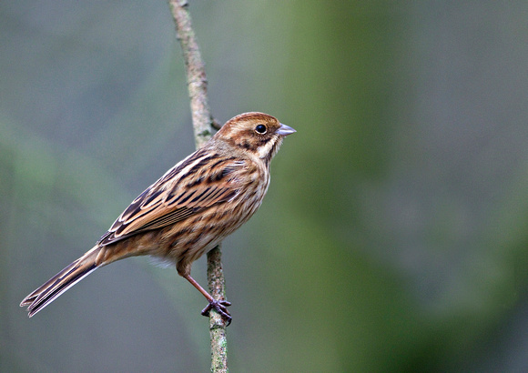 Female Reed Bunting TW 1-18