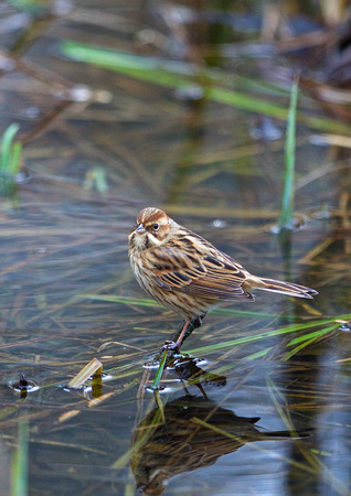 F/M Reed Bunting TW 3 4-2-15