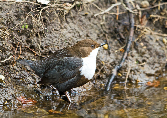 Dipper on the bank