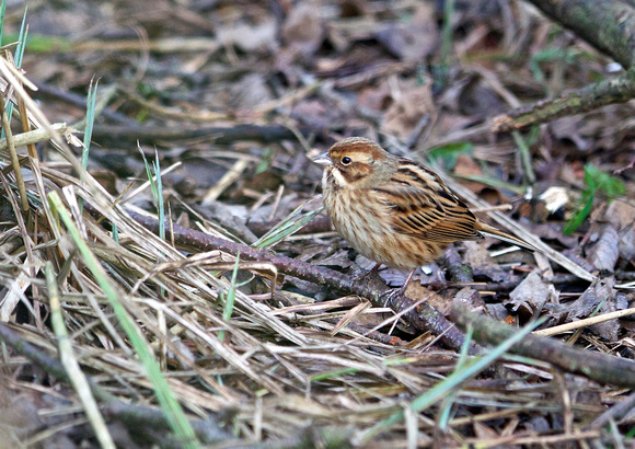 Female Reed Bunting TW 16-1-15