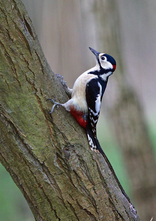 Great Spotted Woodpecker3 9-1