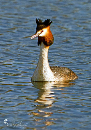 Great Crested Grebe TW