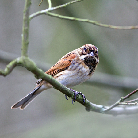 Male Reed Bunting TW 16-1-15